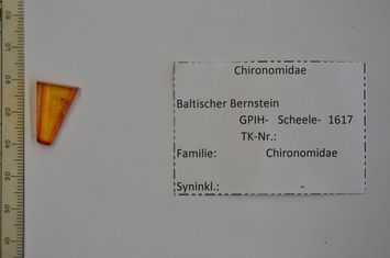 Vorschaubild Bernstein m. weibl. Zuckmücke